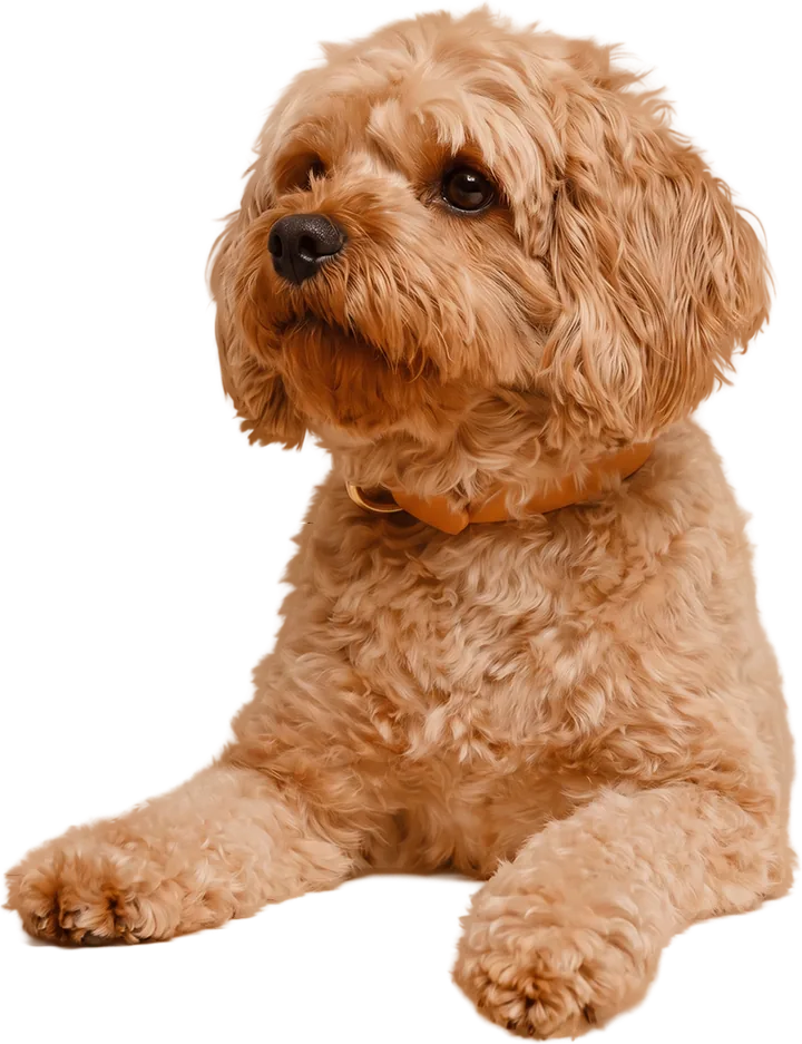 Perrito caniche de pelo rizado asomado